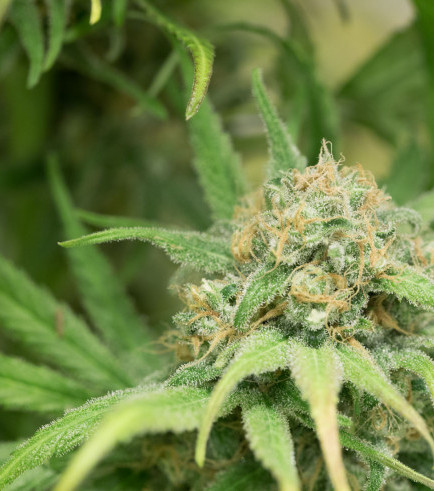 Buy Blue Dream Strain 