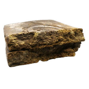 Nepalese Camel Hash Europe
