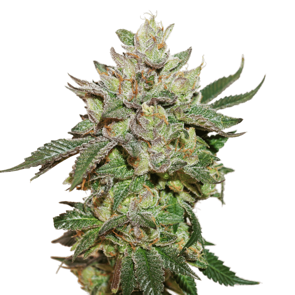 Wedding Cake Strain Europe. buy wedding cake strain europe.