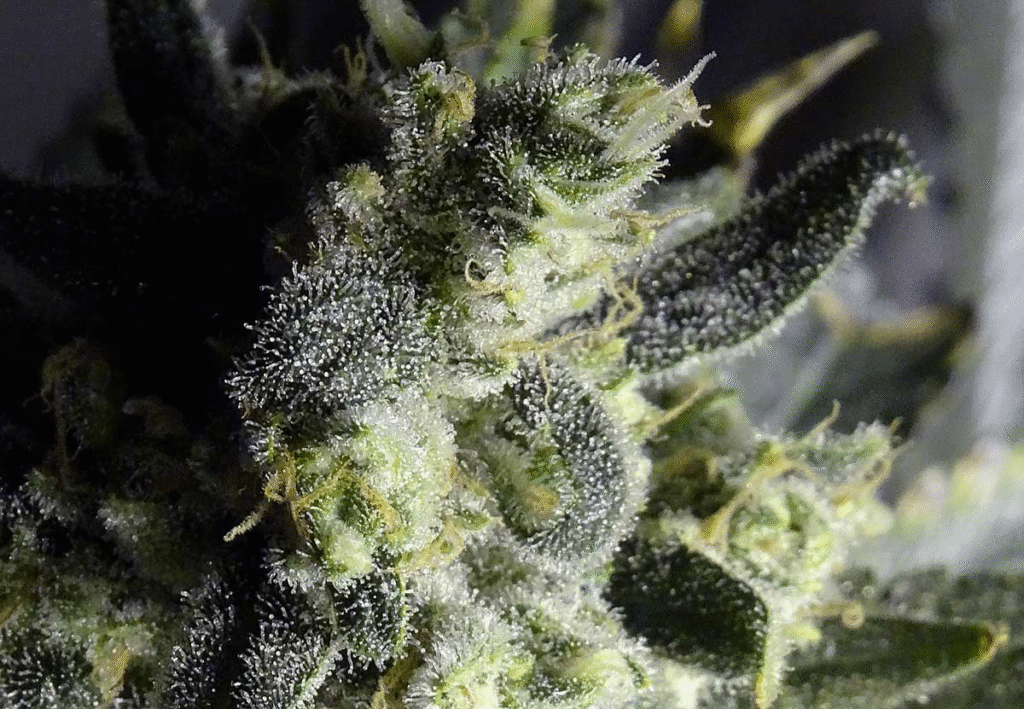 Girl Scout Cookies Europe, GSC strain effects, Girl Scout Cookies cannabis strain, Girl Scout Cookies medical use, buy cannabis strains Europe, marijuana for sale in Europe, GSC hybrid strain, Girl Scout Cookies THC level, GSC weed Europe